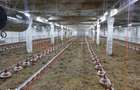 Ferma avicola populata, aparoape de Oradea - 6