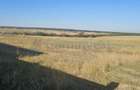 Teren intravilan de vanzare in Cordau, Bihor, Gaminvest, V4766