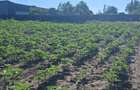 Teren agricol 1000mp, acces asfaltat, 35.000 EUR - 9