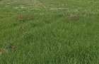 Vand Pamant in Chechi? , Maramure? - 1