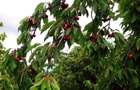 Livada ta de cire?e te a?teapta! 1,5 ha cu peste 400 de copaci maturi - 2