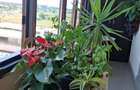 Apartament 3 camere confort urban rahova - 3