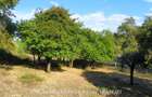 TEREN 5274 MP, CADRU NATURAL MINUNAT