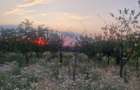 TEREN INTRAVILAN DE VANZARE ROBANE?TI, DOLJ | 5.000 MP