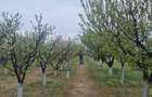 Livada tanara, 2000 m, Dridu-Snagov - 7
