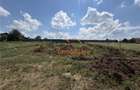 Teren Intravilan 586 Mp | Zona Paleu | Bihor - 1