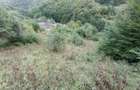 Proprietar-Vand doua terenuri, unul de 7.100 mp, celalalt de 25.000 m2 - 5