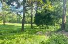 Teren extravilan, 10000 mp, Vicovu de Sus - 2