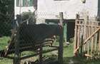 Teren si casa de vanzare in Provita de Sus - 3