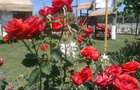 Camping de vanzare in inima deltei la cri?an - 19