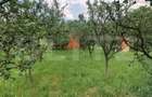 Teren de vanzare cu cabana si livada, 1300 mp, zona Viile Satu Mare - 7