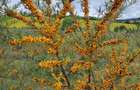 Vand plantatie de catina ecologica pe rod - 2