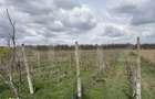 Ferma de nuci - teren agricol, zona Ivesti - 13