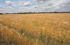 Vand 116 HA teren agricol in judetul Arad - 1