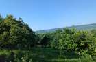 Casa + teren (gradina, vie si livada) - 9