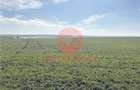Teren Intravilan, 3 Loturi de 700 mp, Aproape de Lac - Techirghiol - 2