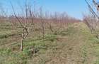 Teren de vanzare 6 hectare - 6