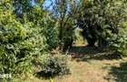 Teren intravilan cu poveste la Tocile - 1100 mp cu livada, cabana + ru - 2