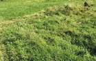 Teren Intravilan 1660 mp Bran - 4