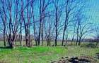 TEREN CU PLANTA?IE DE TRANDAFIRI ,,ROSA DAMASCENA,\ \CARANSEBE?\JUD.CS - 11
