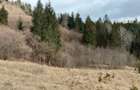 Teren de vanzare Bucovina - 8