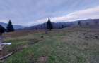 Vindem 53360 mp Bucovina - Vama
