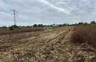 Teren intravilan 7.139 mp de vanzare in Tartasesti investitie