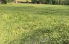 Casă cu Teren 4000 Mp în Dămieni - 7