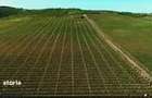 Vanzare VIE 16,5 ha, teren agricol Boldesti-Scaeni, langa crama Feruccio - 3