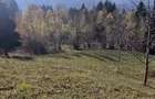 Teren intravilan 3900mp,39arii Borsa Maramures,65000euro - 5