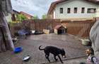 Apartament 3 camere, 2 bai, gradina, decomandat, parcare, Zona Eroilor - 4