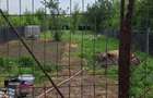 Vand casa in ora? Buzia? - 3