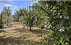 Teren intravilan, 432 mp, zona Albesti - 5