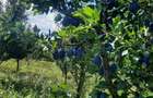 TEREN EXTRAVILAN 6.700 MP Miclosanii Mari, Dambovita | Potential pentru INVESTITIE TURISTICA