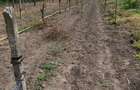 Vand teren 800 m Herasti-Giurgiu - 2