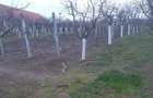 Teren de 966 mp, în Păuca - 7