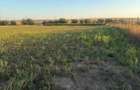 Teren intravilan 4.003 mp Frecatei, Tulcea - drum pe 3 laturi, curent, proprietar - 8