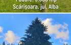 Teren intravilan + padure BONUS, de vanzare in inima muntilor Apuseni, comuna Scarisoara, jud.Alba