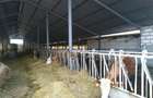Vand ferma de animale - 2