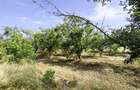 Parcele Teren extravilan Livada si Pasune Lunca Corbului Arges - 7