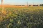 Teren intravilan 4.003 mp Frecatei, Tulcea - drum pe 3 laturi, curent, proprietar - 4