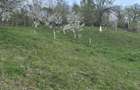 Teren Valea Doftanei - 5