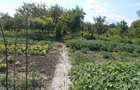 Casa, parter, Beregsau Mare, 5 camere, 189mp, teren 1600 2890mp - 1