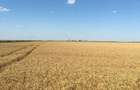 Vand 116 HA teren agricol in judetul Arad - 2
