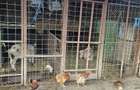 Vand teren 5000 de metri patrati in Techirghiol ,Cititi anuntul cu atentie va rog . - 4