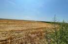Vand teren agricol 103 ha compact in Judetul Timis - 2