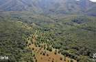 Livada de Nuci, 11 Hectare comasate, Cisnadie, Jud. Sibiu - 1