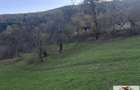 Casa cu 17399 mp teren in Valea Vintului - 10