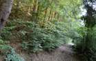 De vanzare 2 Hectare de Padure Brad Douglas Duplex Oportunitate Unica - 6