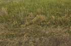 Vand loc de casa in Com. Simand, Jud. Arad - 1